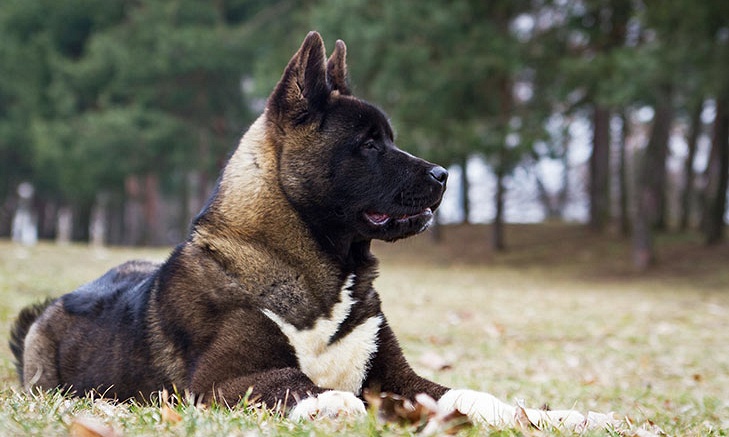 Akita Inu pups kopen