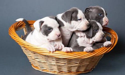 bureau Perth menigte Pups te koop - Puppywereld - Erkende hondenkennel - Pups kopen