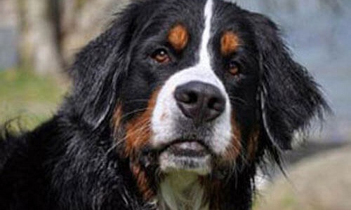 Berner Sennen Hund pups kopen