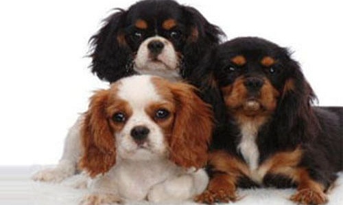 Cavalier King Charles Spaniel pups kopen