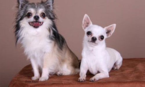 Chihuahua pups kopen
