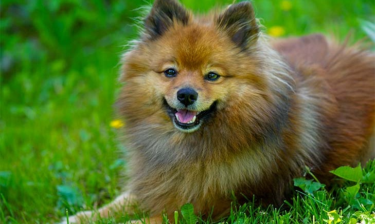 Dwerkeeshond pups kopen