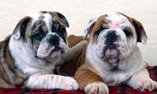 Engelse Bulldog pups kopen