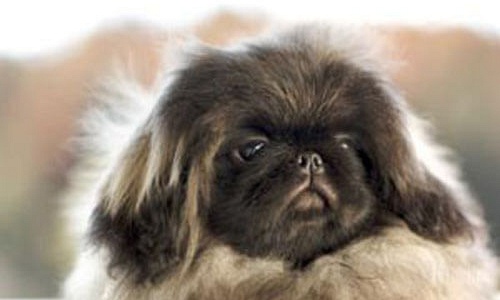 Pekingees pups kopen