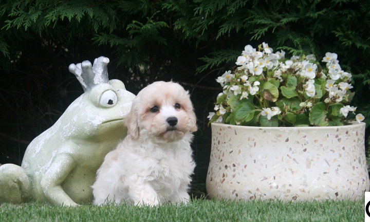 Maltipoo pups kopen