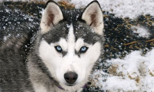 Siberische Husky