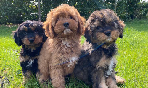 De layout Coördineren pk Pups te koop - Puppywereld - Erkende hondenkennel - Pups kopen