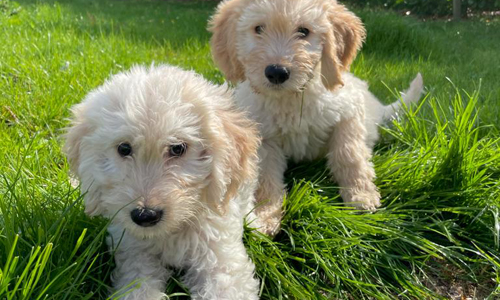 Goldendoodle pups kopen