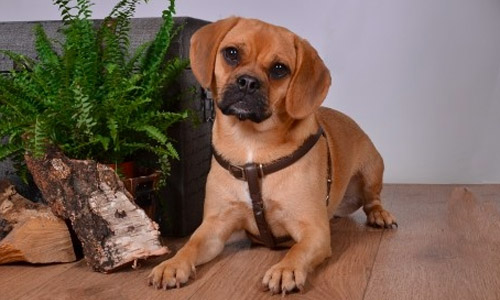 puggle kopen