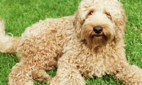 labradoodle