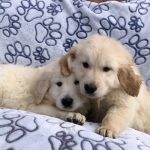 golden retriever kopen