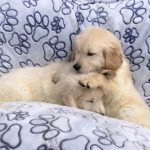 golden retriever kopen