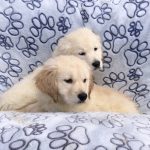 golden retriever kopen