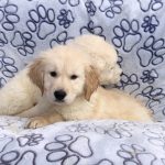 golden retriever kopen