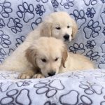 golden retriever kopen