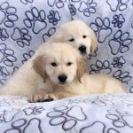 golden retriever kopen