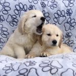 golden retriever kopen