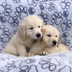 golden retriever kopen